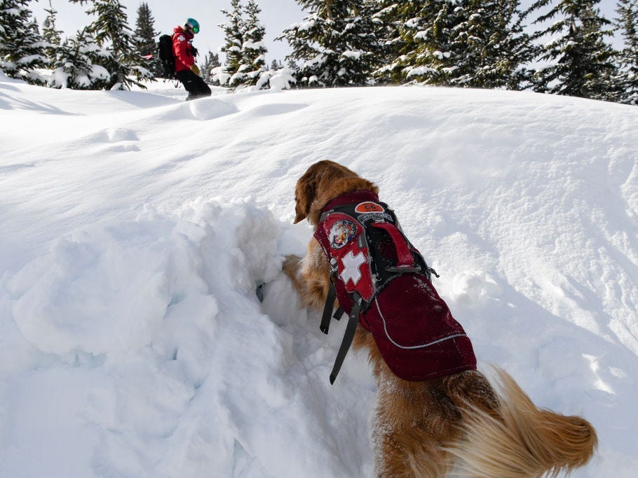 A Colorado Backcountry Skier Freed Himself After An Avalanche And Tried ...