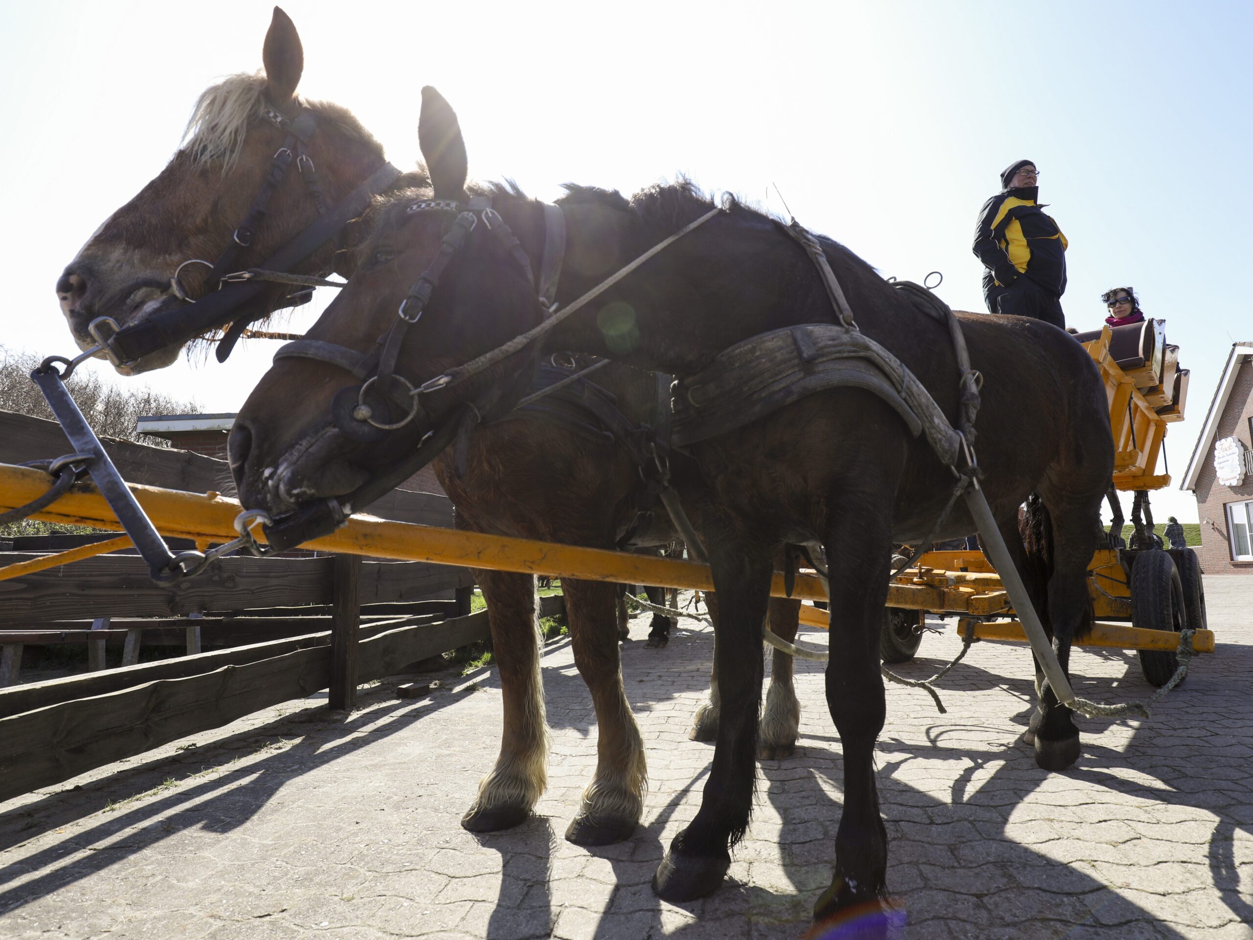 Two brown horses pull a yellow carriage and a man in a black and yellow jackets stand up in the carriage.