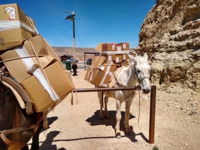 A white mule is tied to a post loaded with package in the grand canyon.