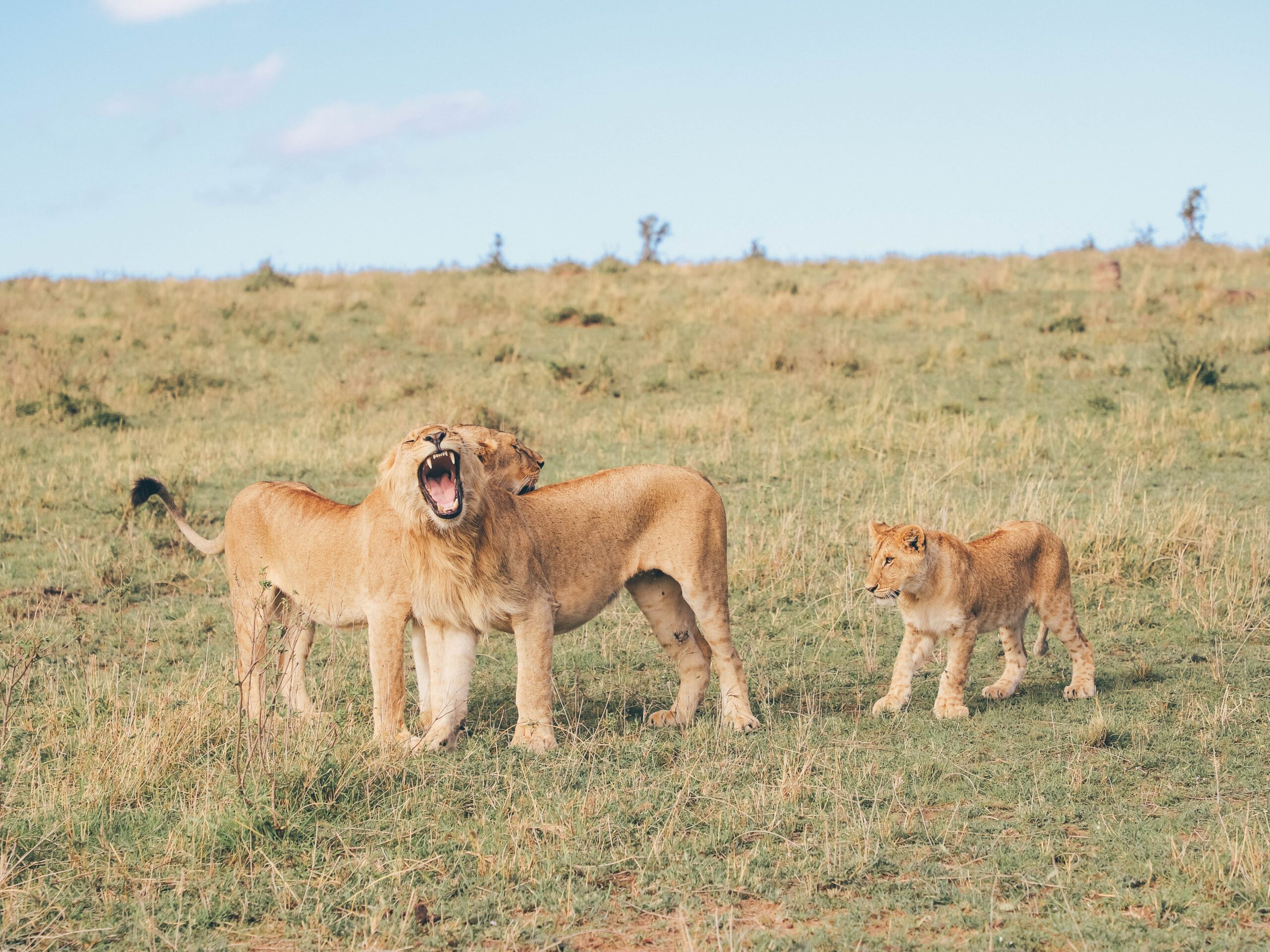 Lions roaring on Safari