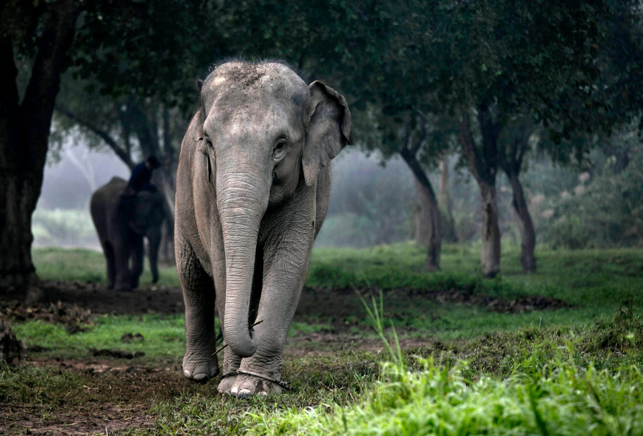 Een Thaise olifant wandelt in de jungle