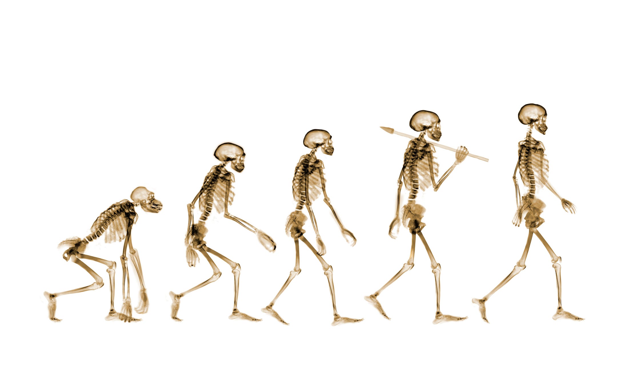 Conceptueel röntgenbeeld van de menselijke evolutie.