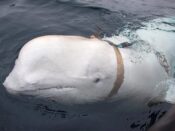 Witte dolfijn beloega Rusland spion