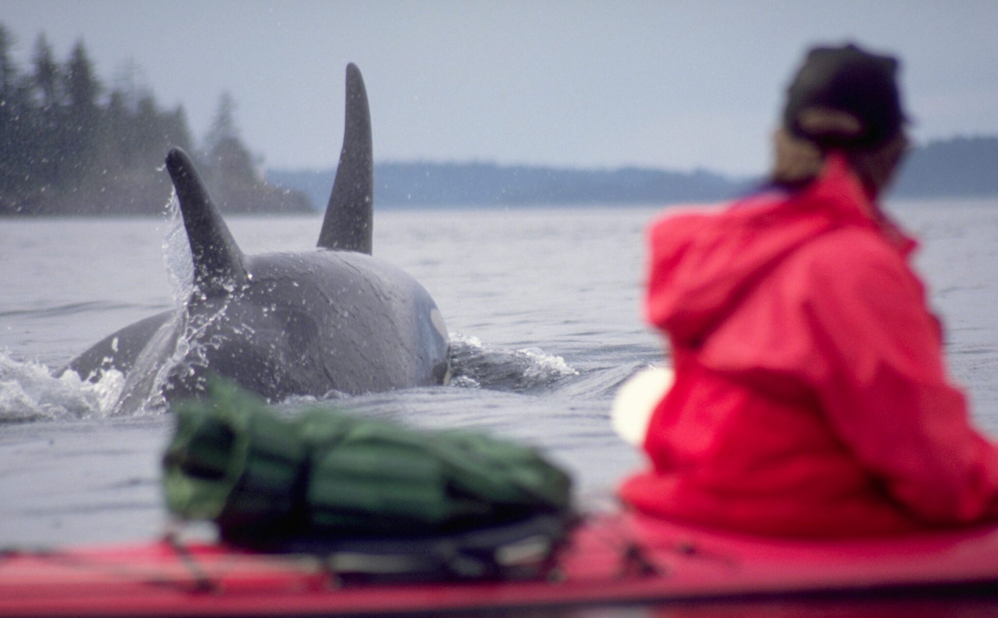 Comparing an orca's brain to a human's explains why killer whales are ...