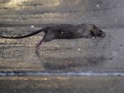 Ratten zijn een groot probleem in grote steden.