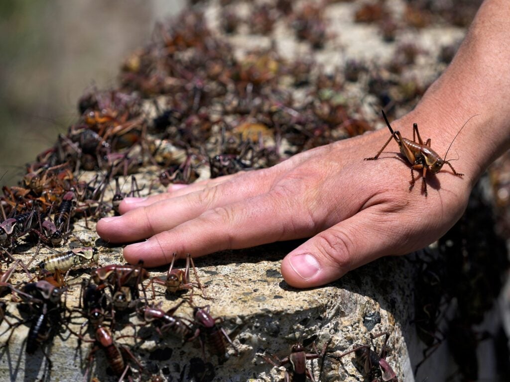 A Nevada town is fighting a plague of bloodred, cannibal crickets with