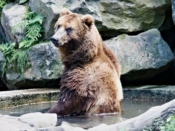 beurs is optimistisch en jaagt beren weg