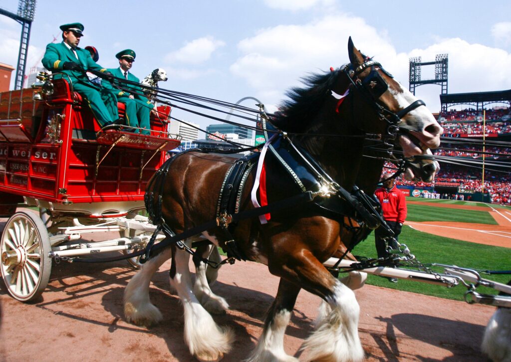 Clydesdales take the field on Opening Day 2023 