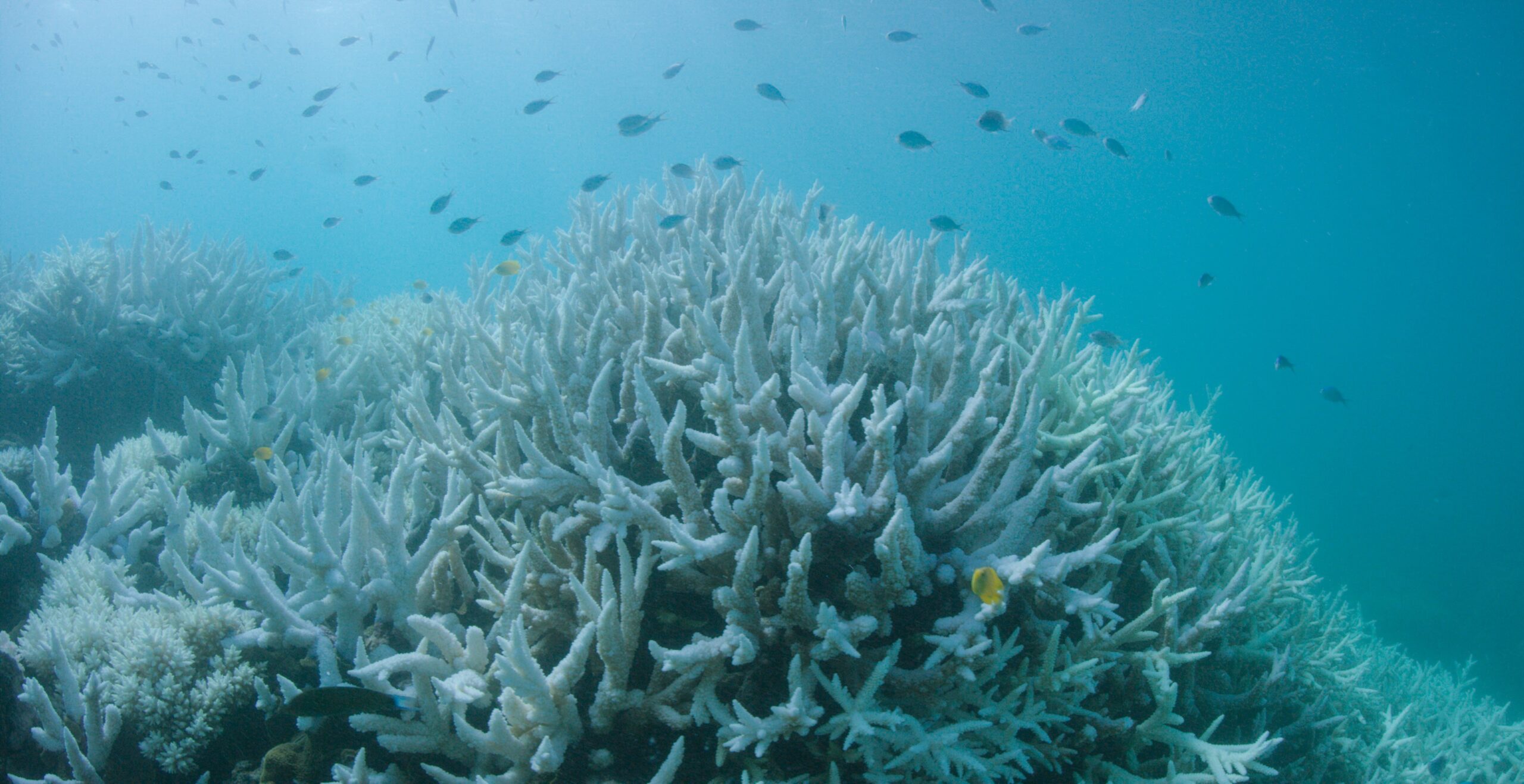 Ziek koraal in de Great Barrier Riff. Zonder de hulp van algen verliest koraal zijn kleur en sterft het uiteindelijk af.