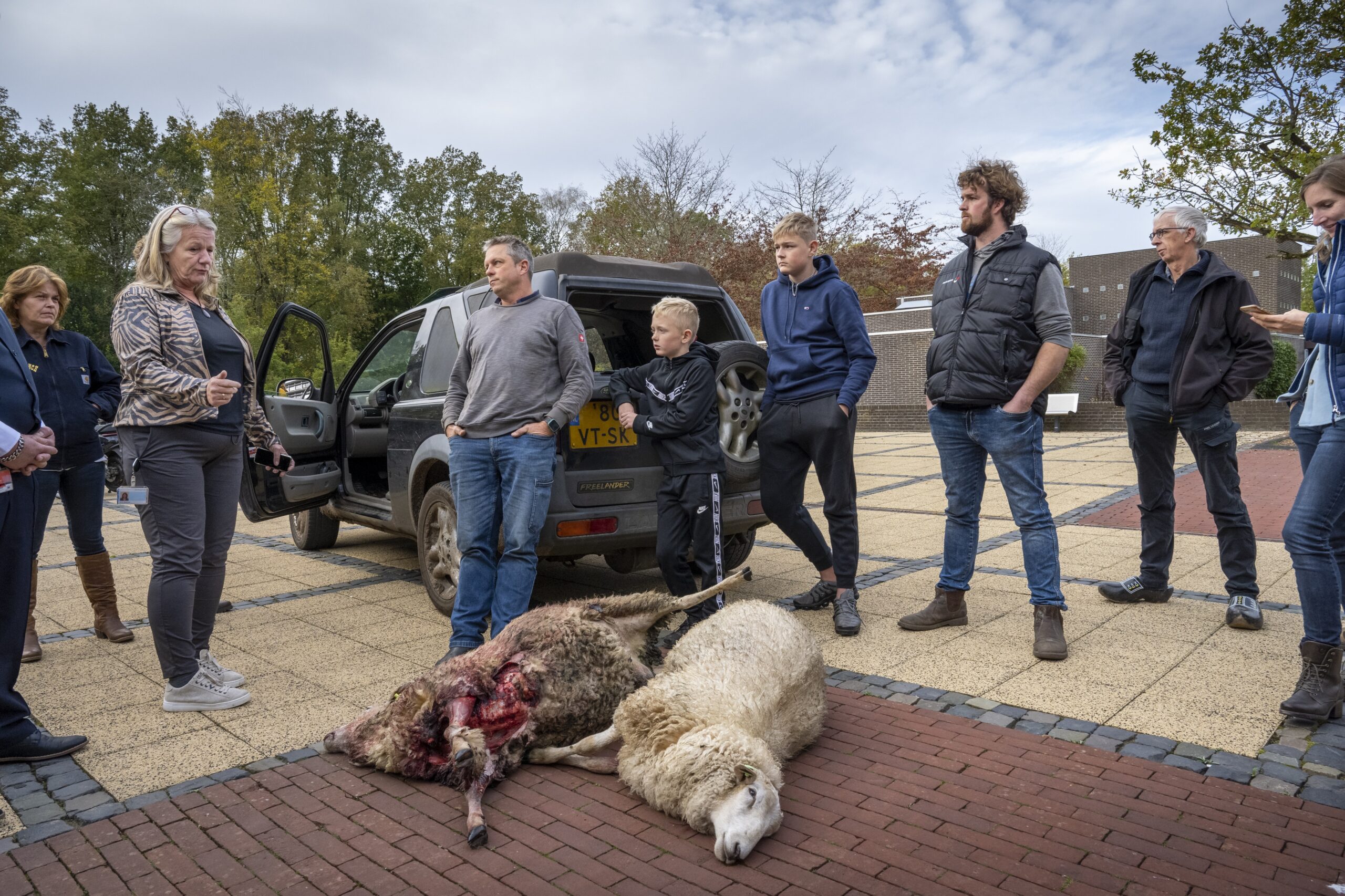 Dode schapen worden op de stoep gelegd van het provinciehuis in Assen. Volgens de eigenaar zijn de schapen gedood door een wolf. Foto: ANP/Jilmer Postma