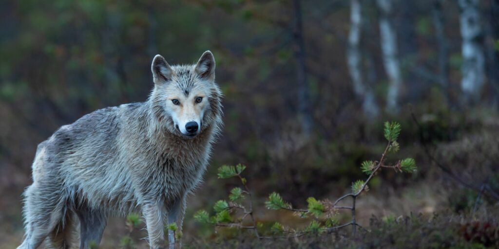 wolf beschermd vee regels EU