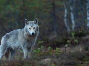 wolf beschermd vee regels EU