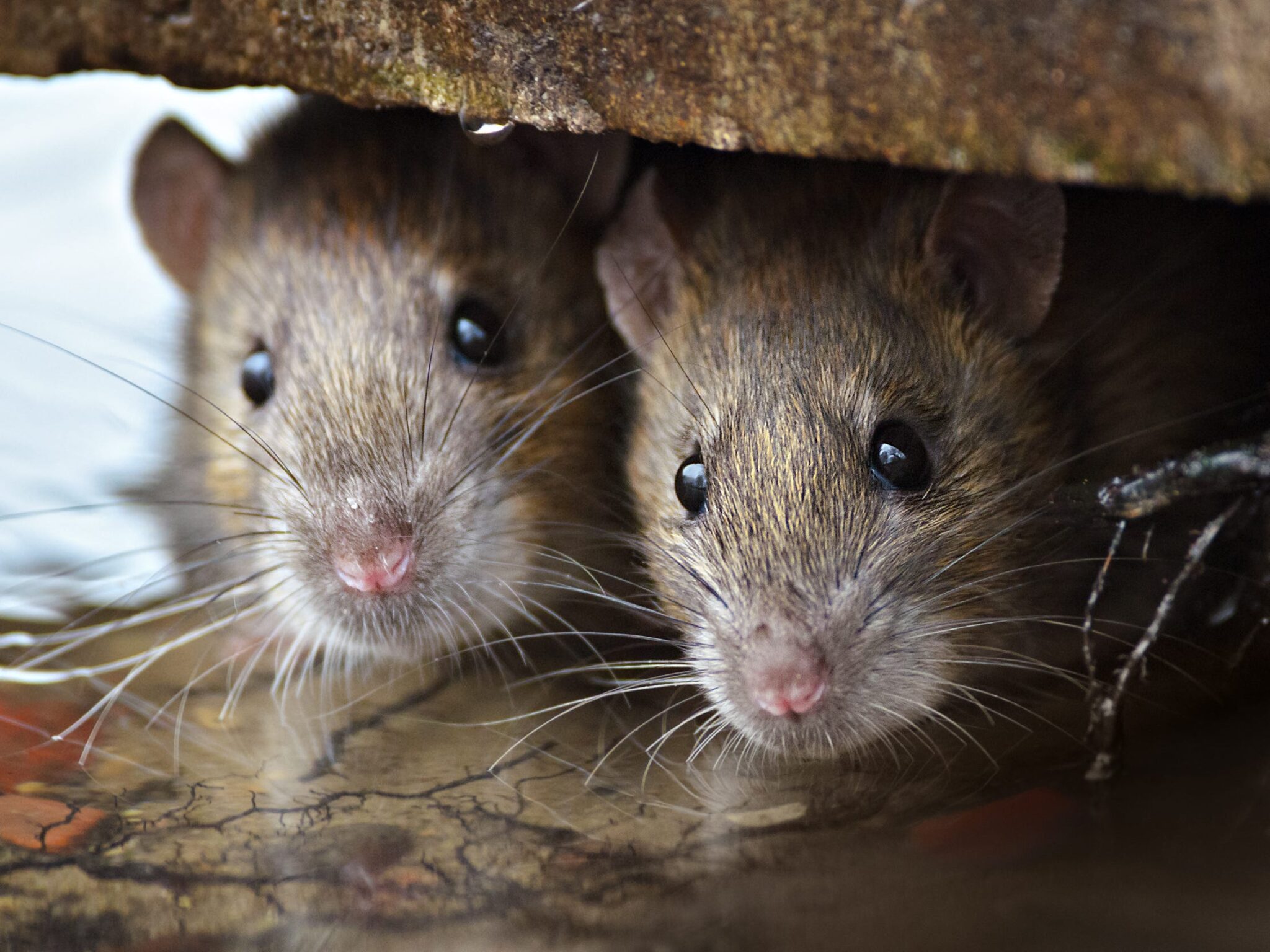 10 Rattiest Cities In America In 2023, According To Pest Control Experts