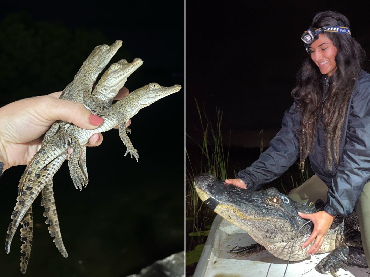 How do the Croc Docs, a team of Florida scientists who wrangle crocodiles and alligators, stay safe? ‘Very carefully.'