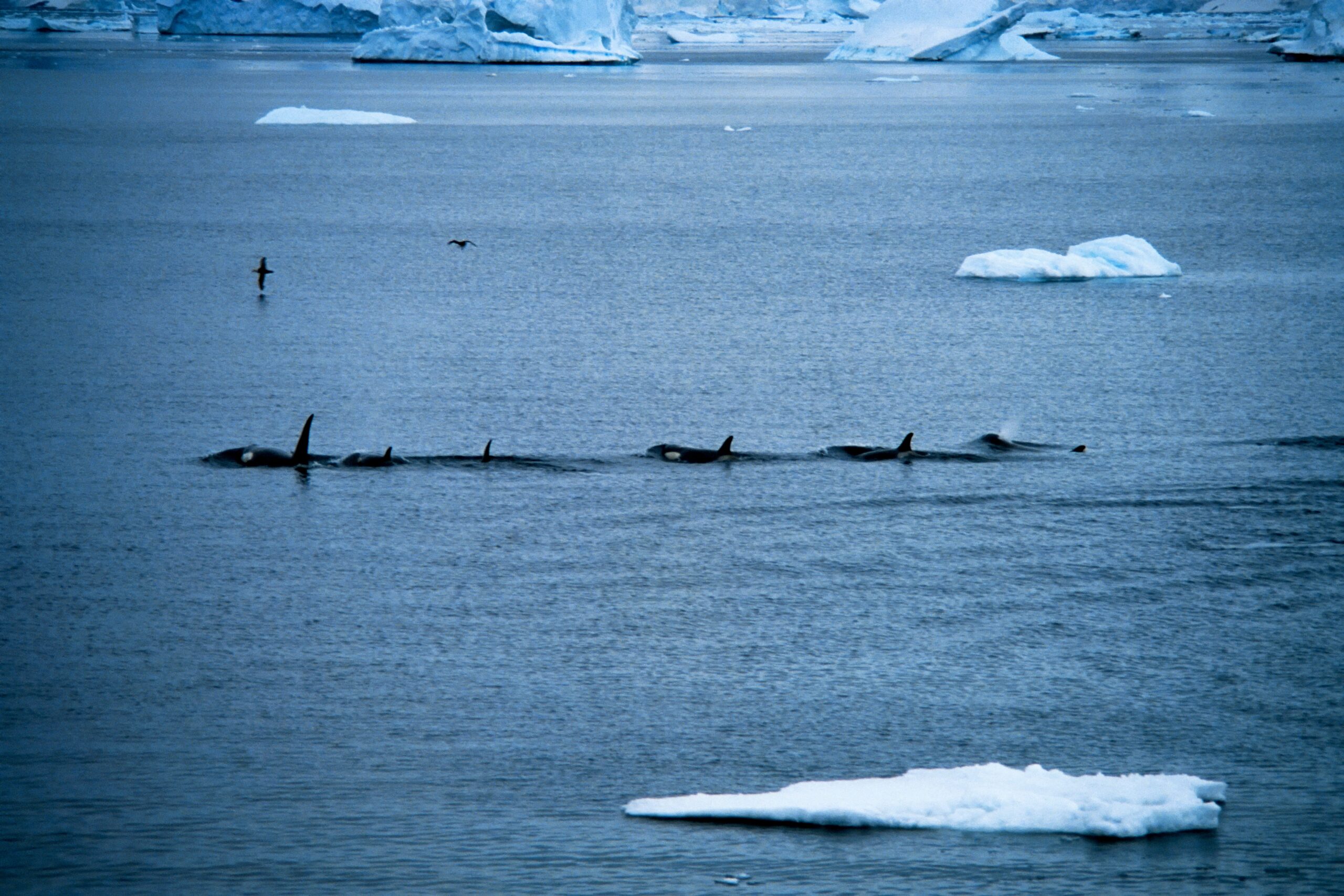 Stunning Video Shows Antarctic Killer Whales Appearing To Use Icebergs ...