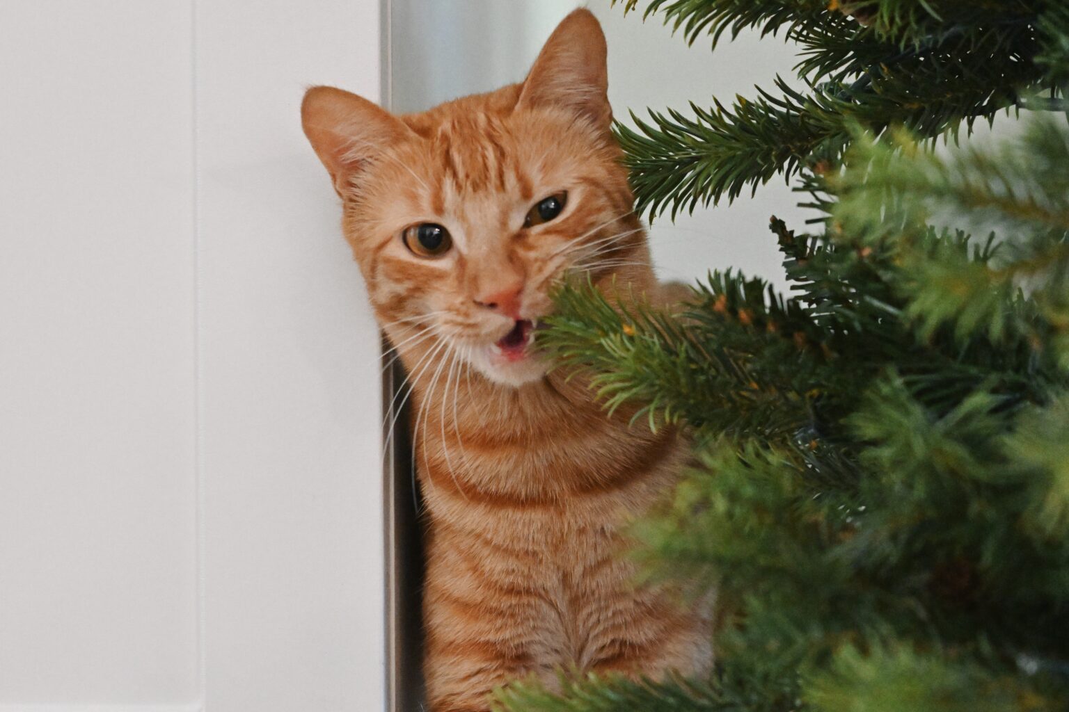 Dit kost een échte kerstboom bij 5 grote winkelketens