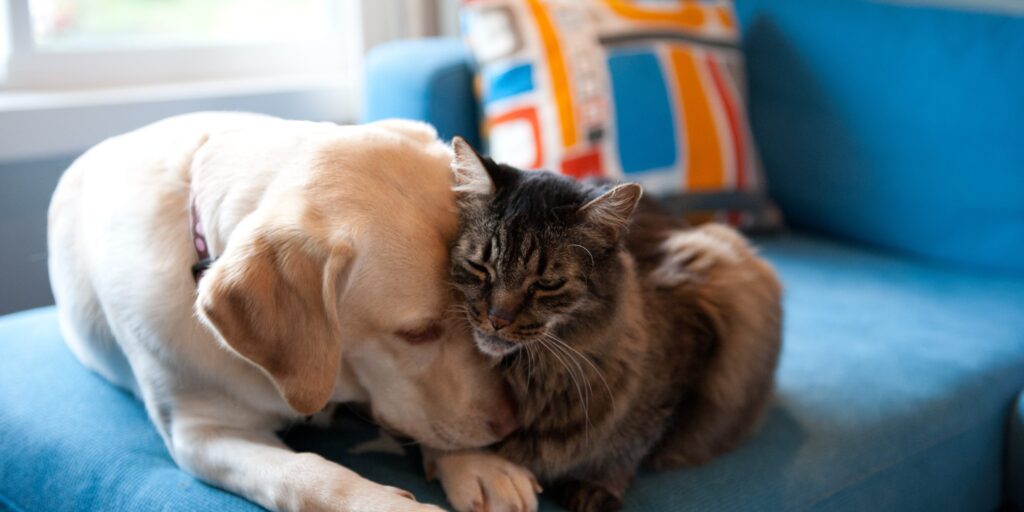 kat hond erfenis China vrouw