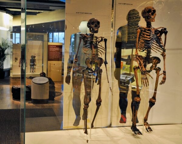 'Intellectually inferior' humans caused Neanderthals to go extinct, a ...