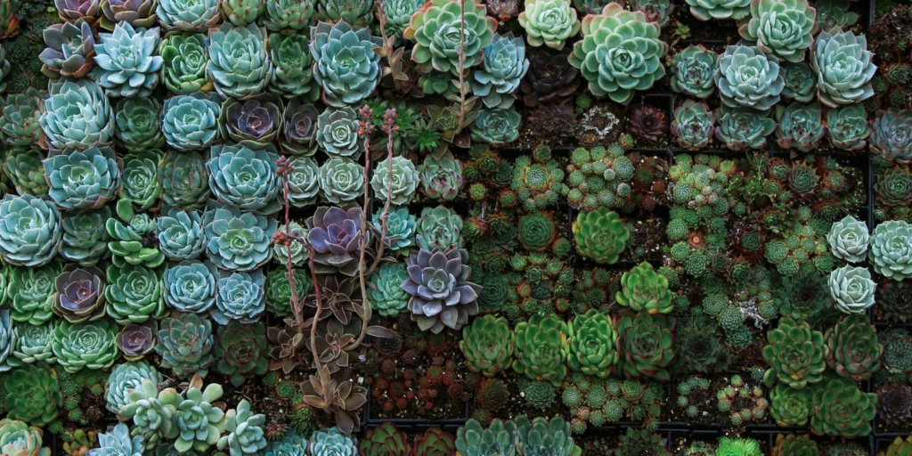 biotech gentechnologie planten gewassen EU