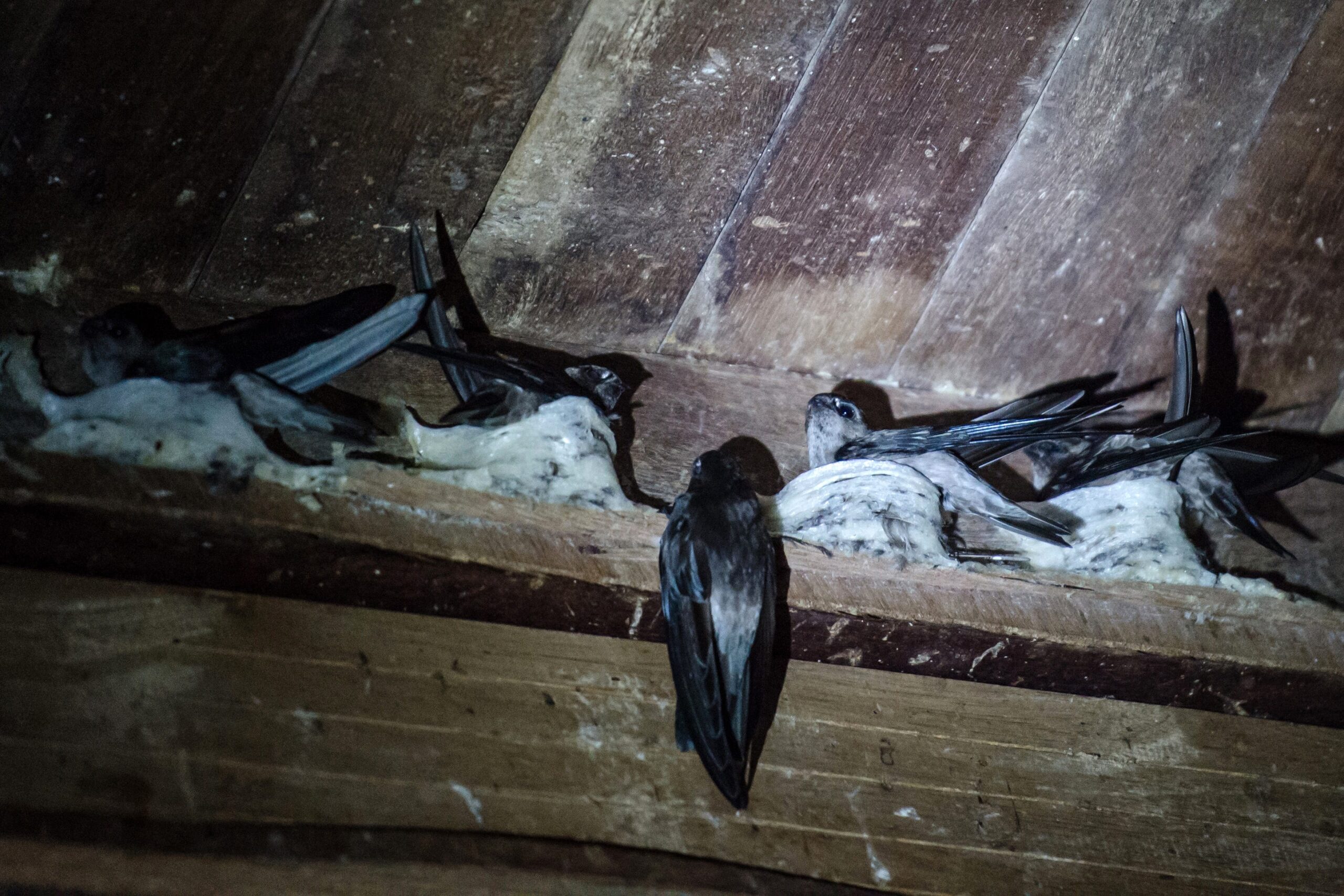 Zwaluwen bouwen een nest op het dak van een gebouw. Dit is niet in Indonesië maar in Myeik, een stad in de regio Tanintharyi in Myanmar. 