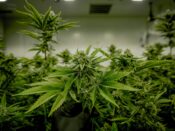 medicinale wiet cannabis subsidie Lisse