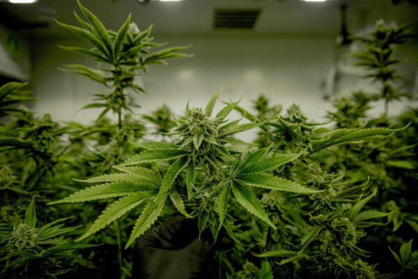 medicinale wiet cannabis subsidie Lisse