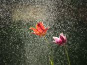 tuin sproeien water regen