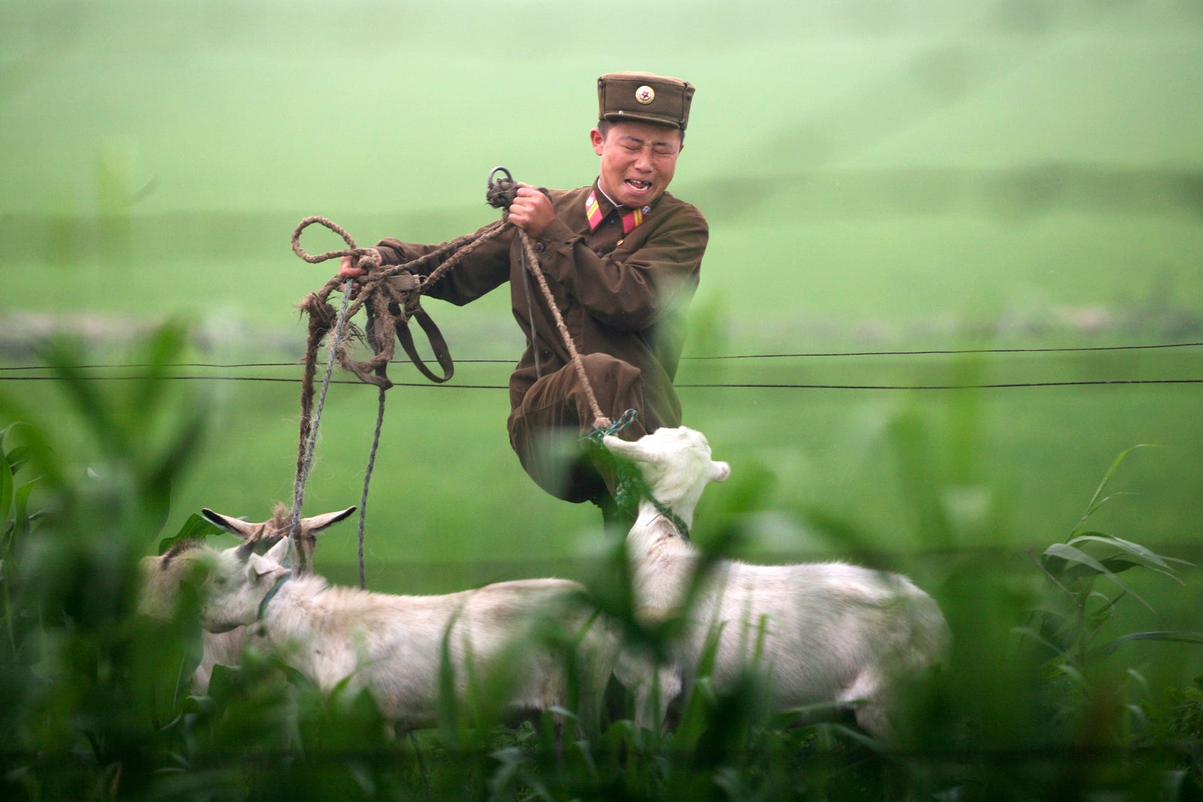 North Korean soldier herds goats