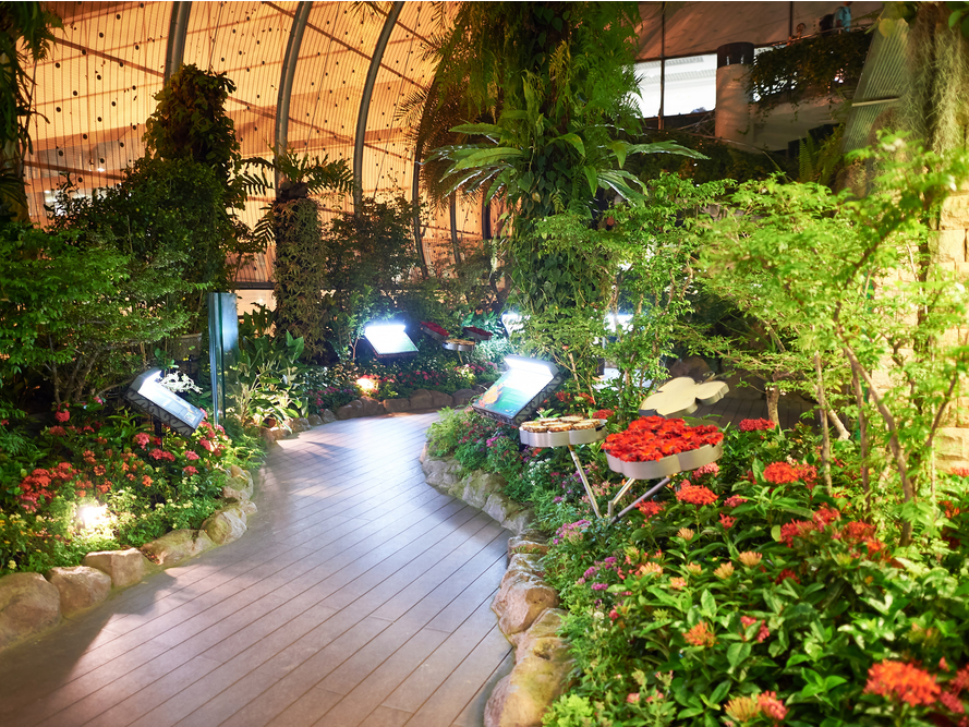 Butterfly Garden Changi Airport Singapore