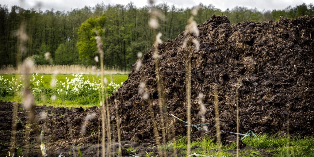 Een stapel droge mest bij een weiland in Mierlo. Door aangescherpte regels mogen boeren minder mest op hun land aanbrengen wat voor problemen zorgt bij de kleine boerenbedrijven.