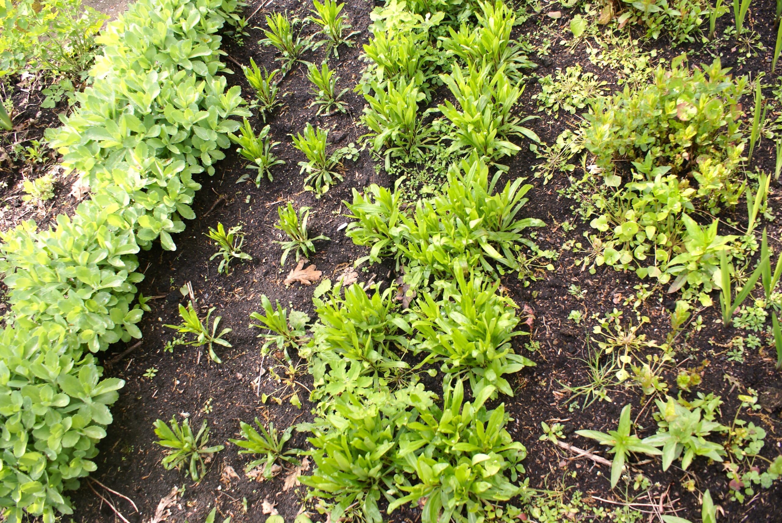 Op het land werkt de kwekerij telkens met twee rijen van dezelfde plant; een rij jongere en een met oudere planten.