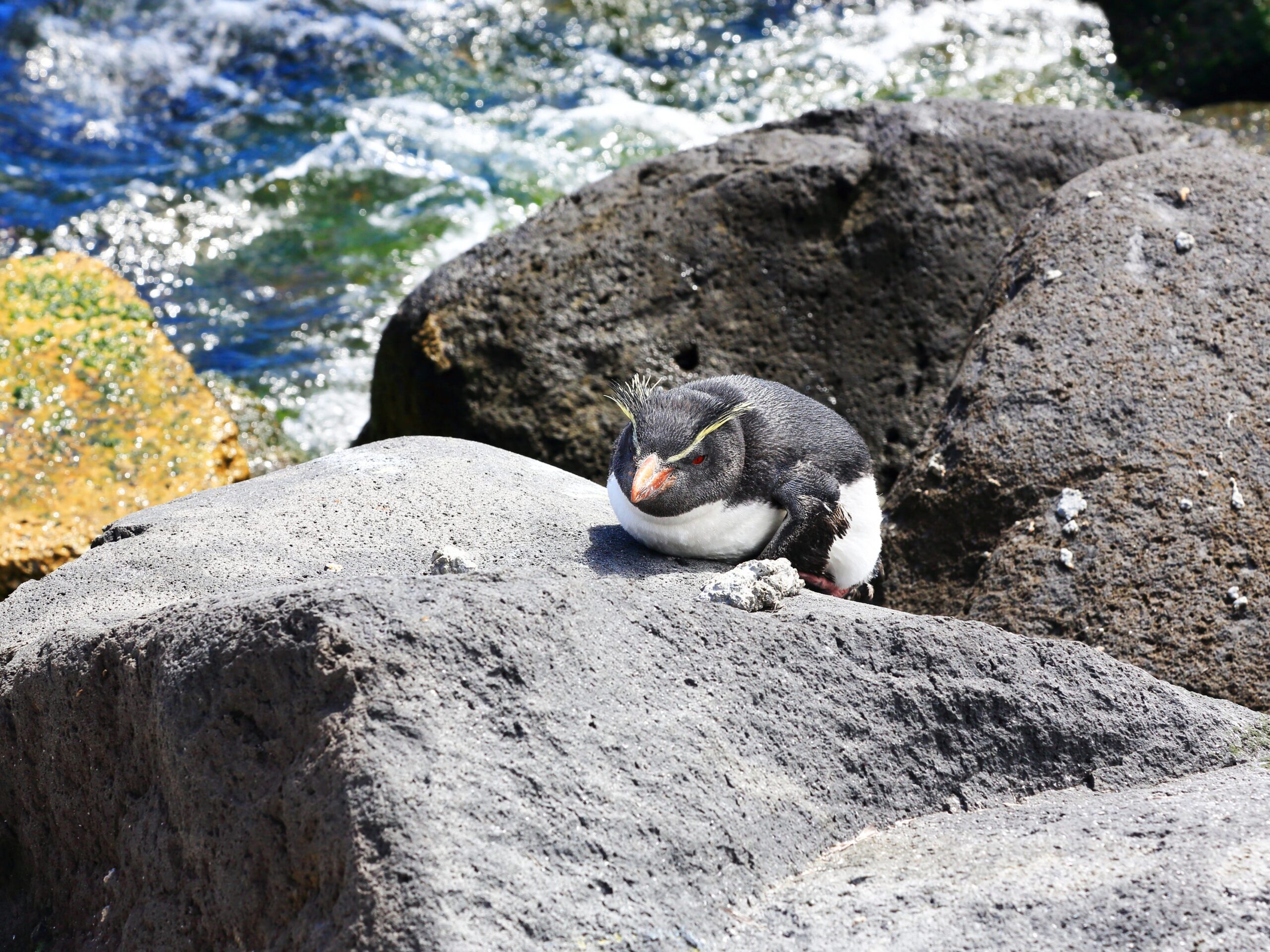 Rock-hopper penguin near 'Edinburgh of the Seven Seas' port, Tristan da Cunha.