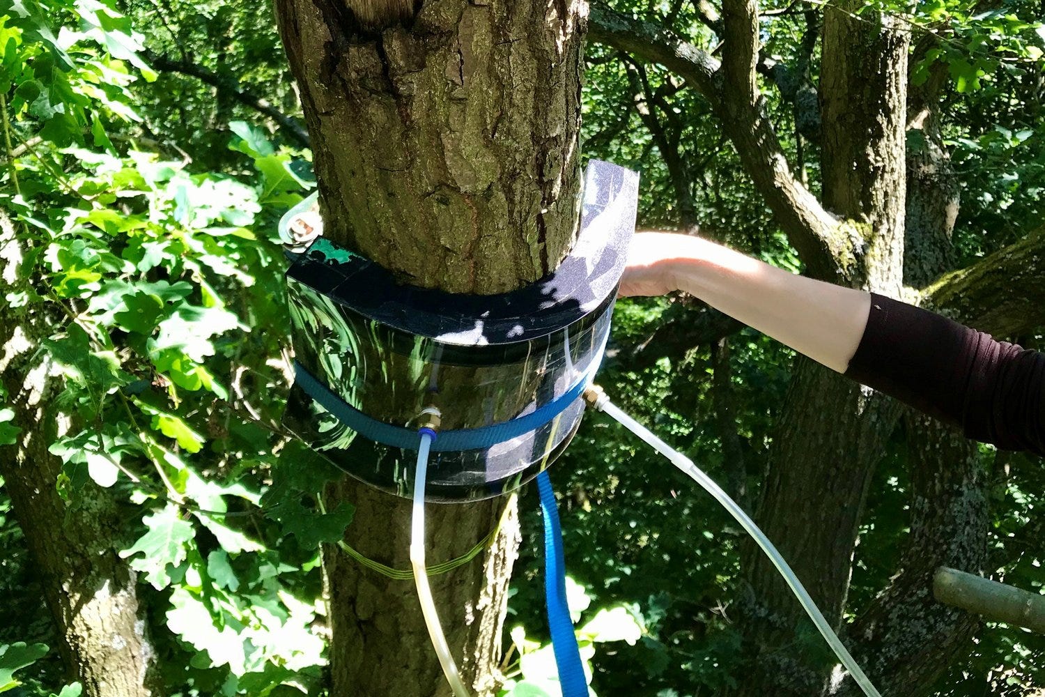 Onderzoekers meten methaan in bomen. 