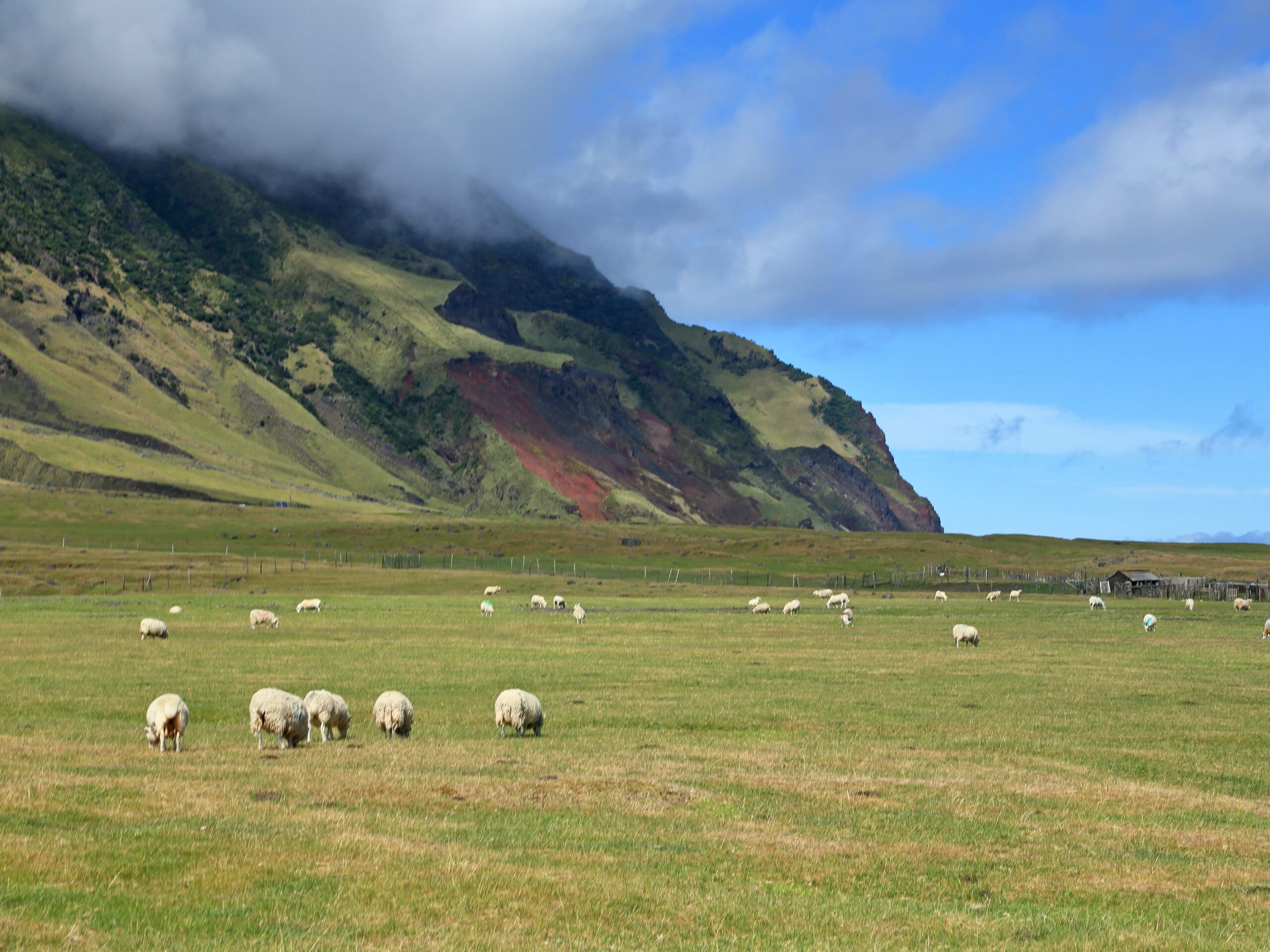 Sheep on Tristan da Cunha, near Edinburgh of the Seas.