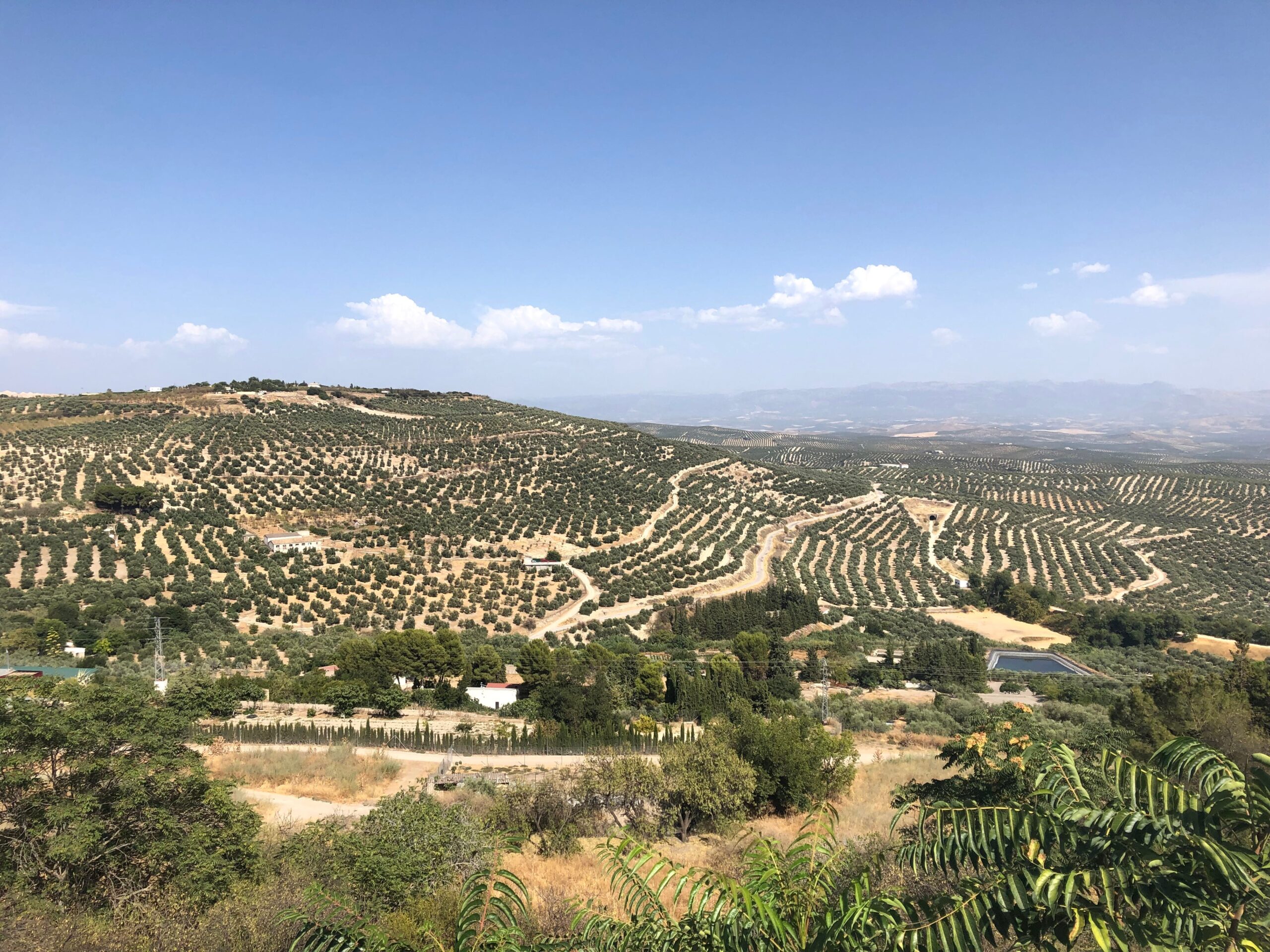 Check out Baeza, the capital of olive oil.