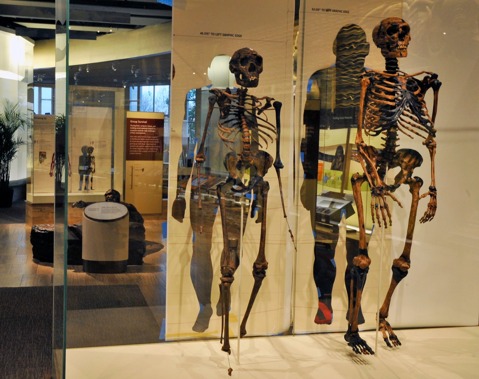 Skeletten van Neanderthalers in het Smithsonian Museum of Natural History in Washington in de Verenigde Staten. 