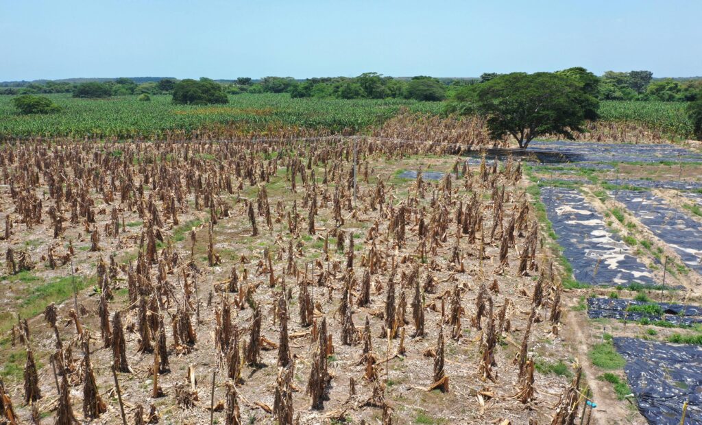 Een bananenplantage getroffen door een schimmelziekte in Riohacha, Colombia. Foto: AP Foto/Manuel Rueda