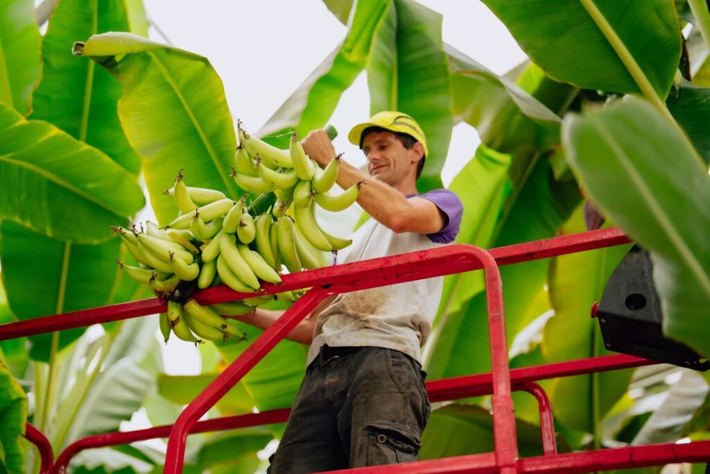 Onderzoekers hopen dat toekomstige bananenrassen zo veel op de Cavendish zullen lijken dat mensen het verschil niet meer zullen zien. Foto: Chiquita