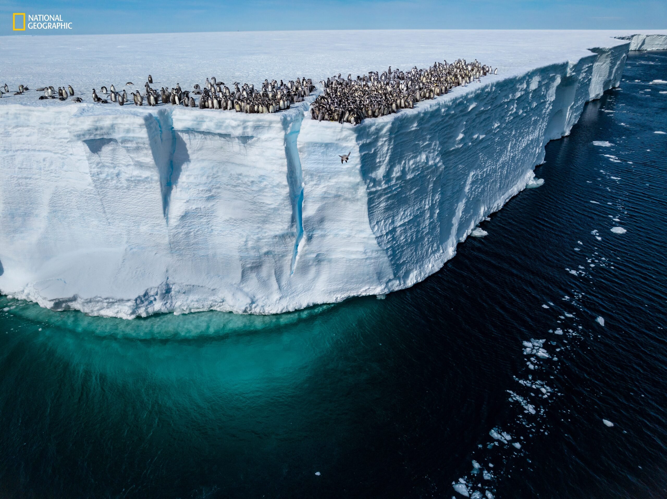 A young emperor penguin jumps off a 50-foot cliff for its first swim in Atka Bay, Antarctica.