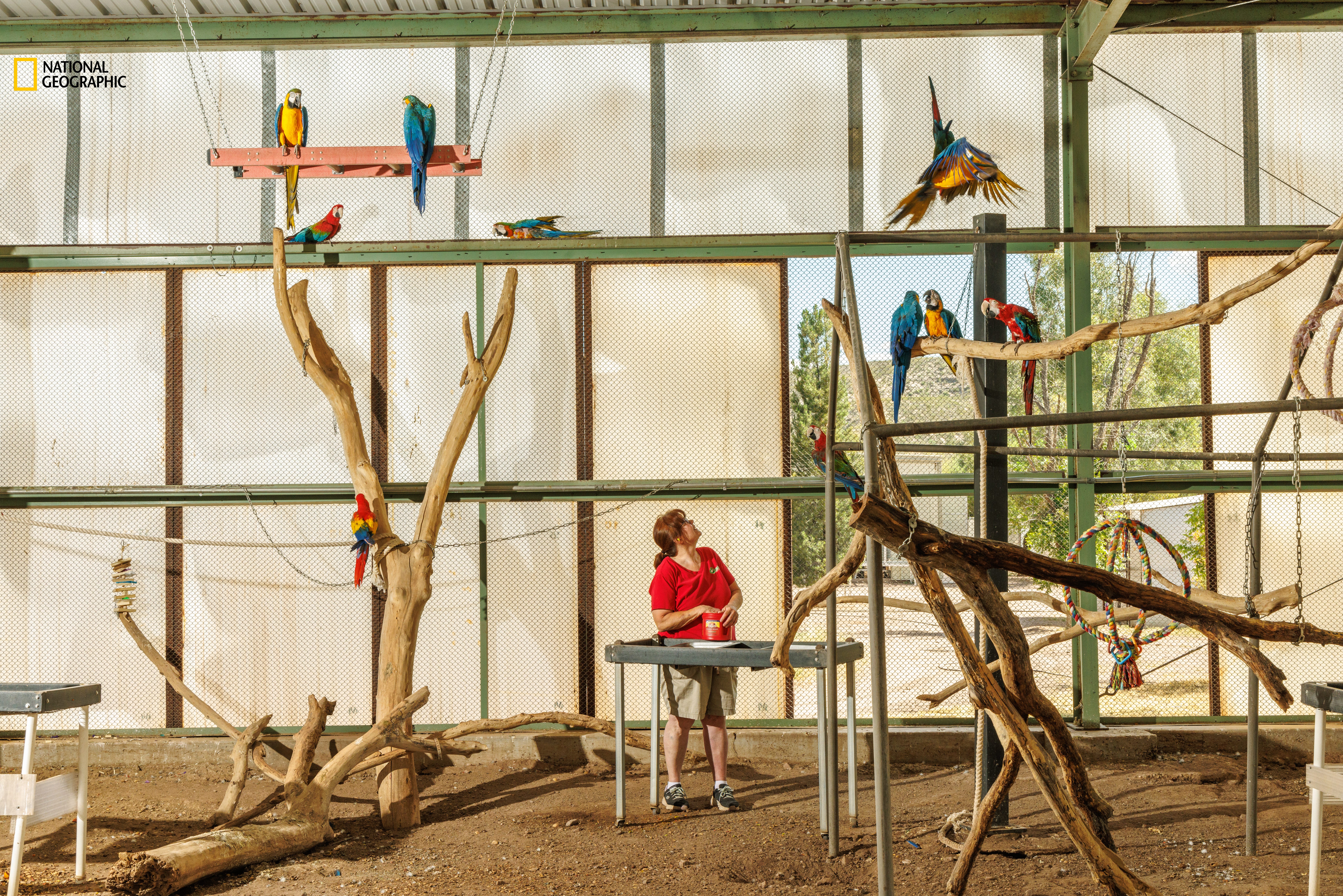 Janet Trumbule, the director of Oasis Sanctuary in Benson, Arizona, tries to coax the macaws — a species of highly social birds.