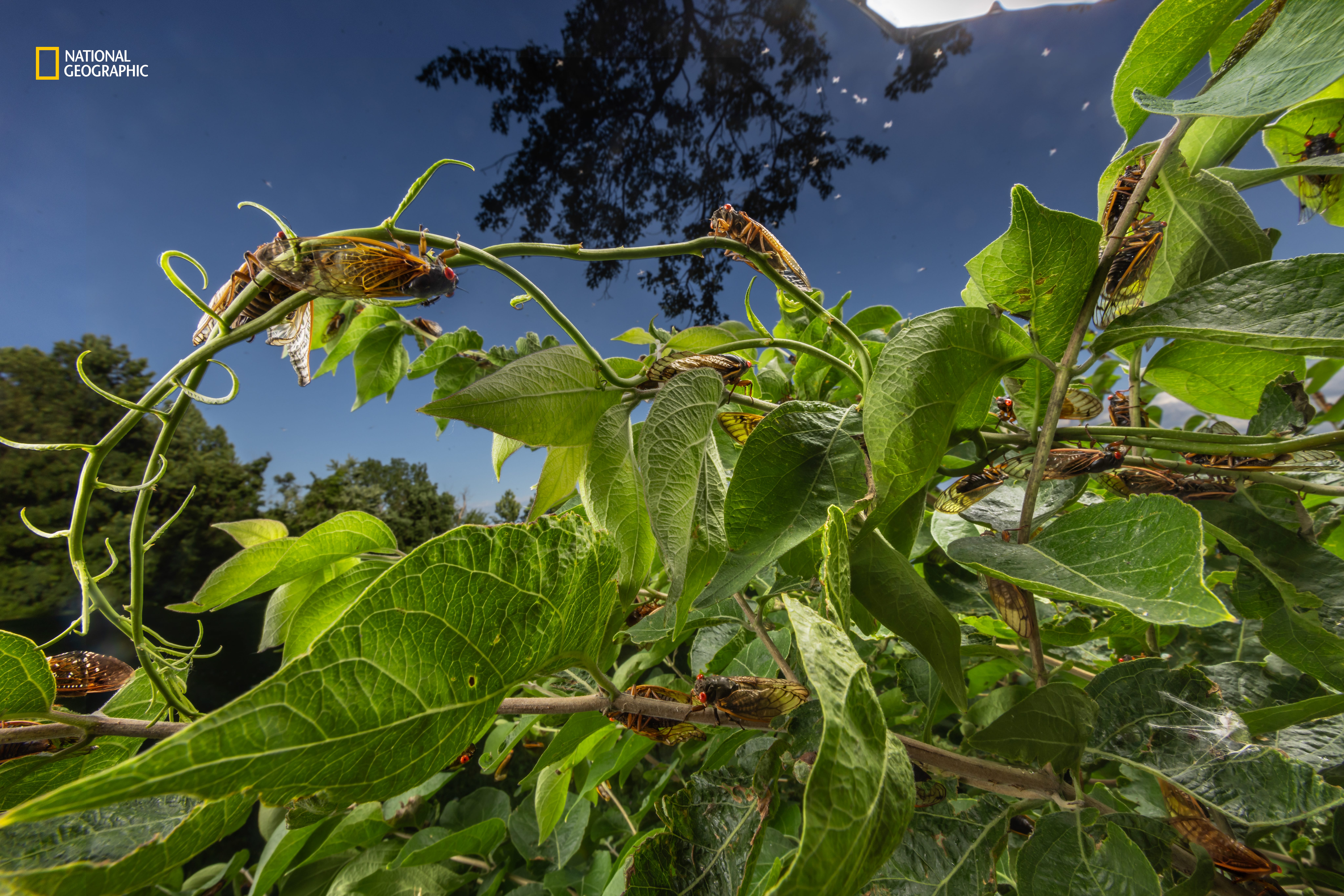 Periodical cicadas, which spend 13 or 17 years in the ground, emerged in Springfield for the first time in 221 years to call out their mates.