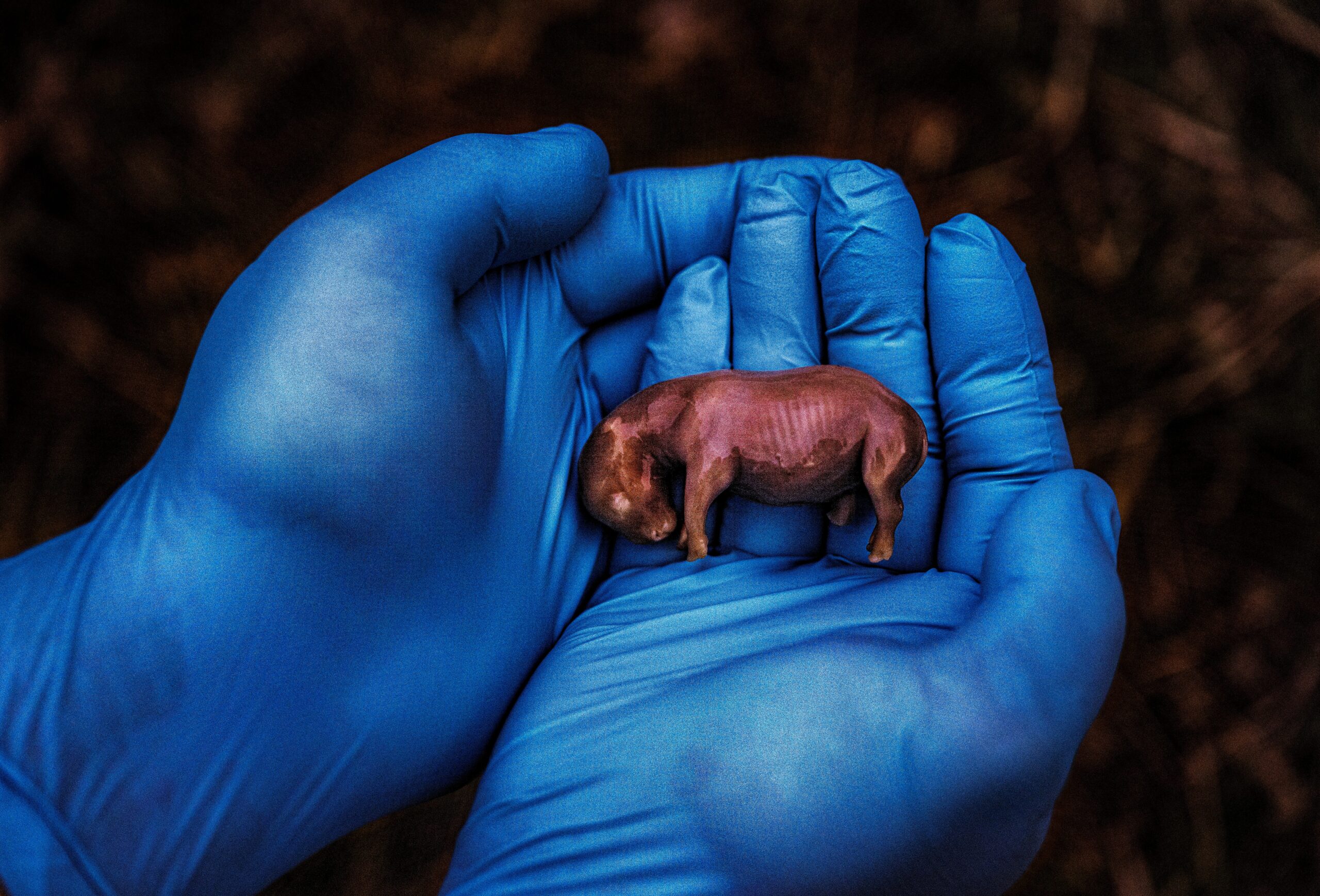 A scientist holds the 70-day-old fetus of a rhino conceived through in vitro fertilization.