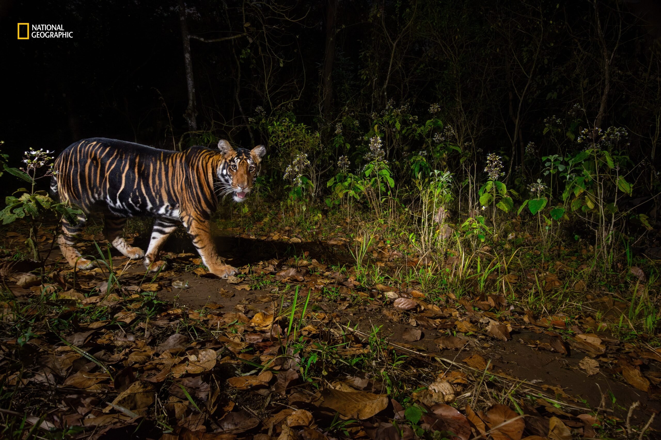 A black-striped tiger.