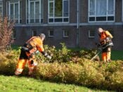 Laaggeschoolde werknemers snoeien een plantsoen in Amsterdam.