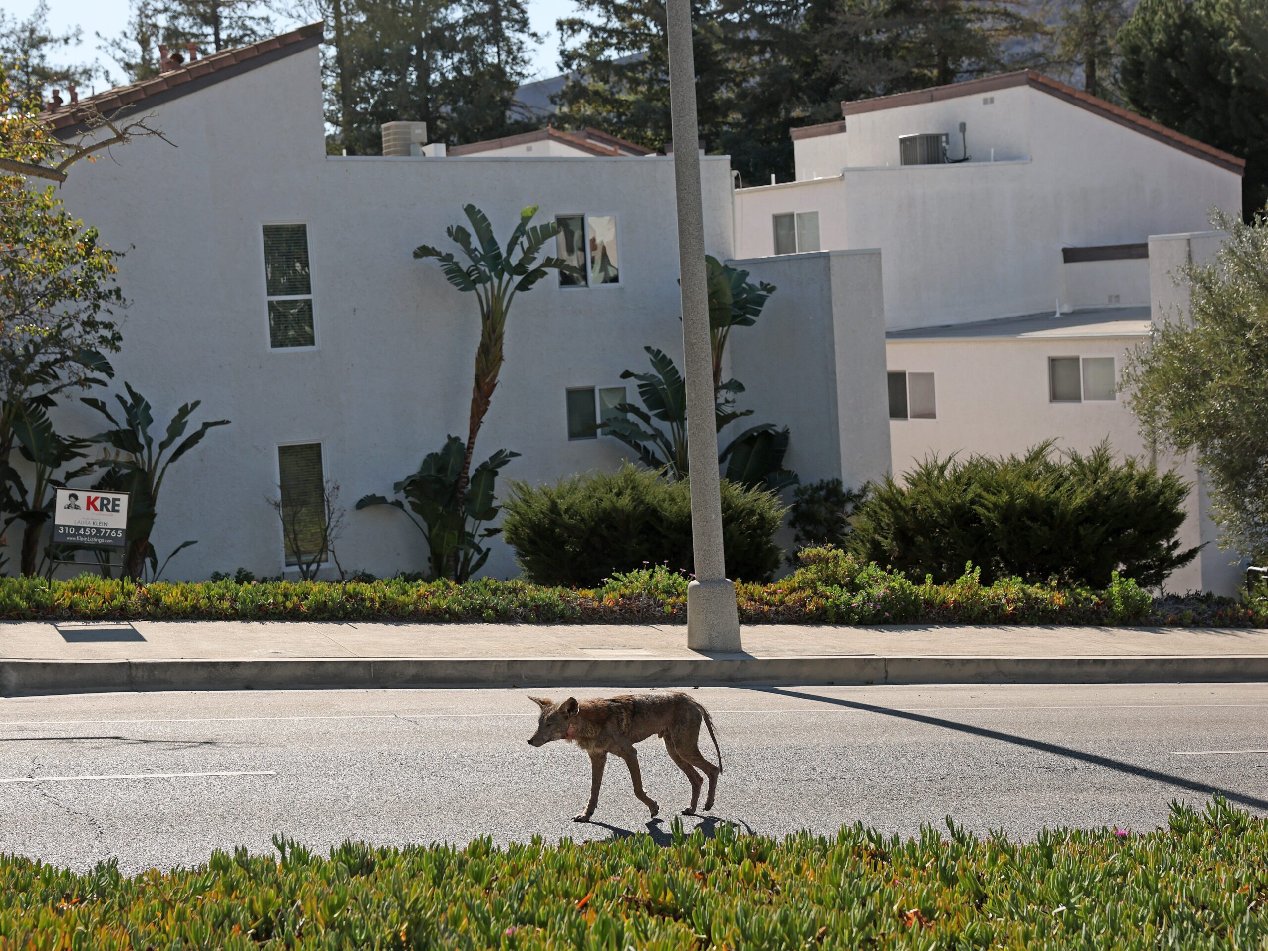 An injured coyote walked through a neighborhood in the Palisades.