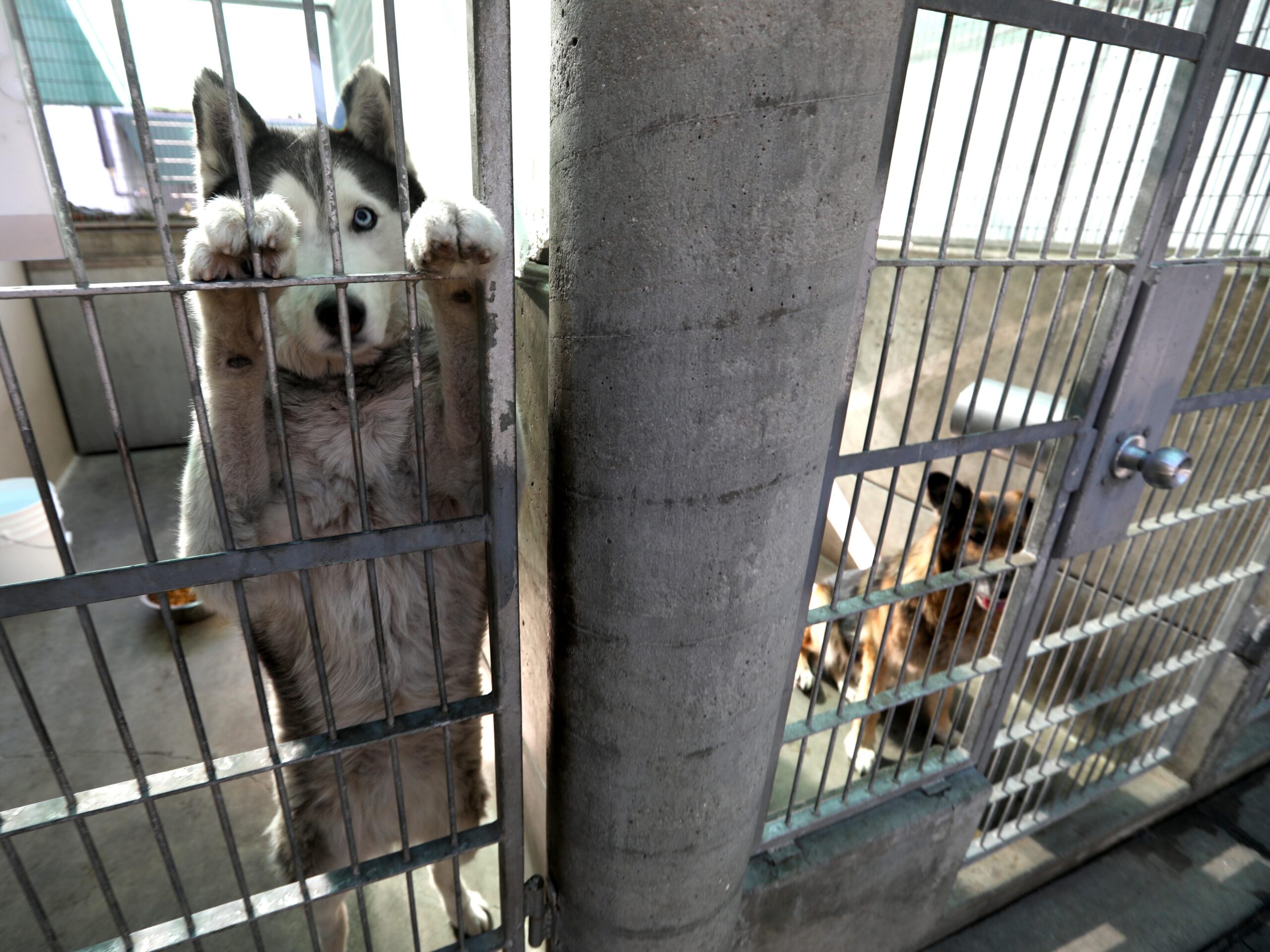 Two dogs in enclosures at the Pasadena Humane Society.