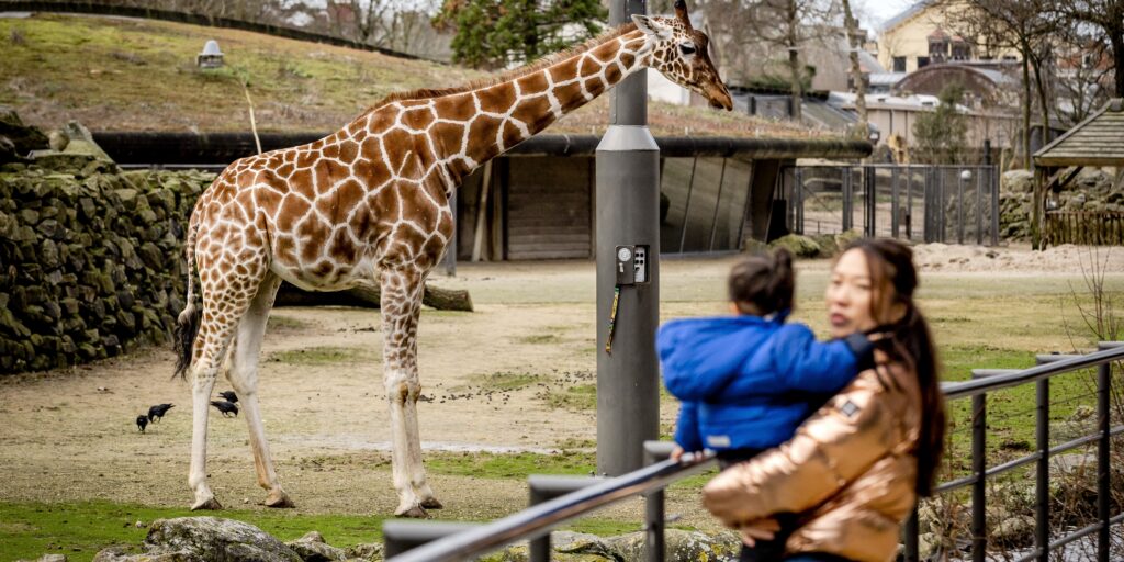 Bezoeker artis giraffe