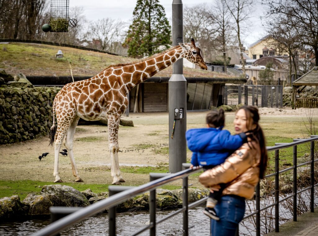 Bezoeker artis giraffe