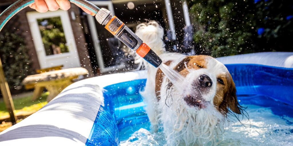 Deze hond zoekt verkoeling