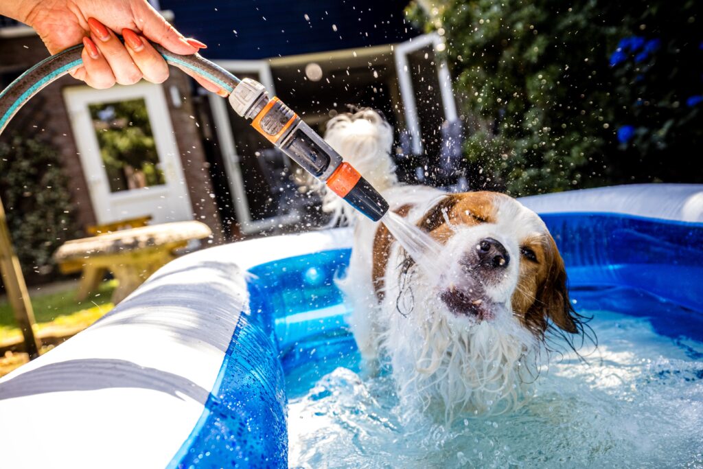 Deze hond zoekt verkoeling